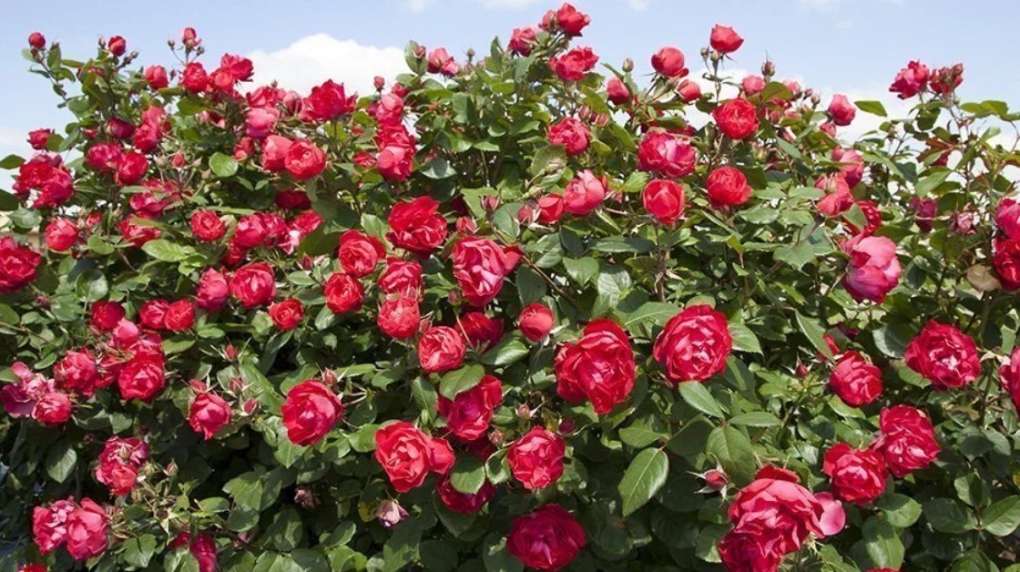 Cherry_Bonica.jpg