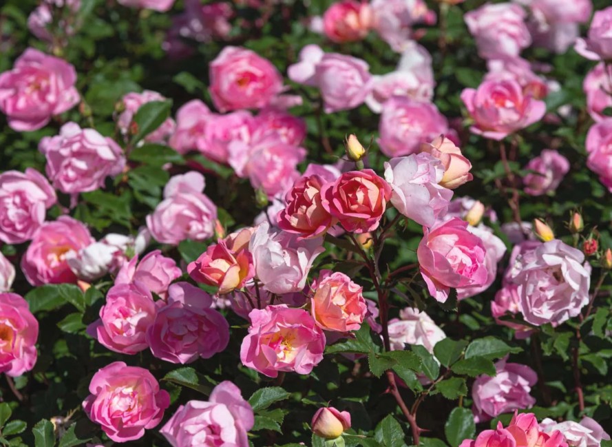 Pink_Chantilly.jpg