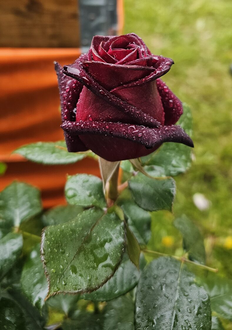Black_Baccara.jpg
